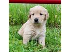 Golden Retriever Puppy for sale in Caney, KS, USA