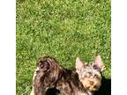 Yorkshire Terrier Puppy for sale in Arlington, WA, USA