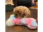 Poodle (Toy) Puppy for sale in Hanover, IN, USA