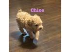 Poodle (Toy) Puppy for sale in Hanover, IN, USA