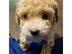 Poodle (Toy) Puppy for sale in Hanover, IN, USA