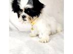 Mal-Shi Puppy for sale in Redding, CA, USA