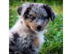 Australian Shepherd Puppy for sale in Gordon, TX, USA