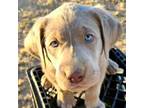 Labrador Retriever Puppy for sale in Casa Grande, AZ, USA
