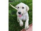 Adopt Troy a Goldendoodle