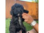 Cavapoo Puppy for sale in Suisun City, CA, USA