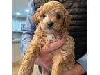 Cavapoo Puppy for sale in Hiawassee, GA, USA