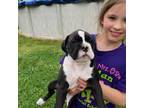 Boxer Puppy for sale in West Paducah, KY, USA