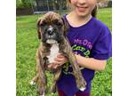 Boxer Puppy for sale in West Paducah, KY, USA