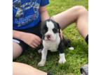 Boxer Puppy for sale in West Paducah, KY, USA