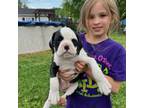 Boxer Puppy for sale in West Paducah, KY, USA