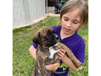 Boxer Puppy for sale in West Paducah, KY, USA