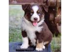 Miniature Australian Shepherd Puppy for sale in Evant, TX, USA