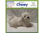 Havanese Puppy for sale in Albion, IN, USA