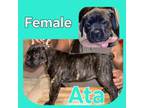 American Pit Bull Terrier Puppy for sale in Joliet, IL, USA