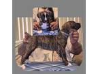 Olde Bulldog Puppy for sale in Joliet, IL, USA
