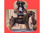 Olde Bulldog Puppy for sale in Joliet, IL, USA