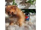 Pomeranian Puppy for sale in Irvine, CA, USA