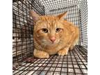 Adopt Bono a Domestic Short Hair