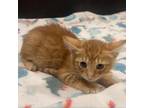 Adopt Dale a Domestic Short Hair