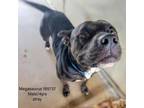 Adopt Megasaurus a Pit Bull Terrier