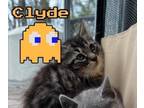 Adopt Clyde a Domestic Short Hair