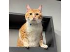 Adopt Munchkin a Domestic Short Hair