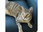 Adopt Tiger a Domestic Short Hair