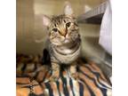 Adopt Beetle a Domestic Short Hair