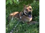 Adopt Locust a Cattle Dog