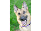 Adopt King a German Shepherd Dog, Mixed Breed