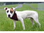 Adopt Roger - Adoptable a Terrier, Mixed Breed