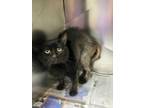 Adopt Nim - Adoptable a Domestic Short Hair