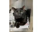 Adopt Jedi - Stray Hold a Domestic Short Hair