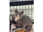 Adopt Oyster - Adoptable a Domestic Short Hair