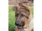 Adopt Sloan a German Shepherd Dog