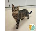 Adopt Peanut a Domestic Short Hair