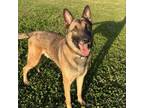 Adopt Bo a German Shepherd Dog