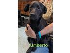 Adopt Umberto a Black Labrador Retriever, Mixed Breed