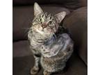 Adopt Acoose a Domestic Short Hair