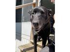 Adopt Umina a Black Labrador Retriever, Mixed Breed