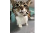 Adopt Seoul a Domestic Short Hair