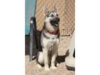 Adopt Zeus a Shepherd, Husky