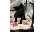 Adopt Jet a Domestic Short Hair