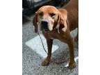 Adopt Henry a Redbone Coonhound, Mixed Breed