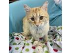 Adopt Robin a Domestic Short Hair