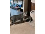 Adopt Fezzick a American Shorthair