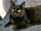 Adopt Heinz a American Shorthair