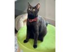 Adopt Sunny a Domestic Short Hair