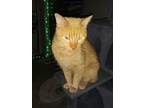 Adopt Greenfield : Tiny Tim a American Shorthair